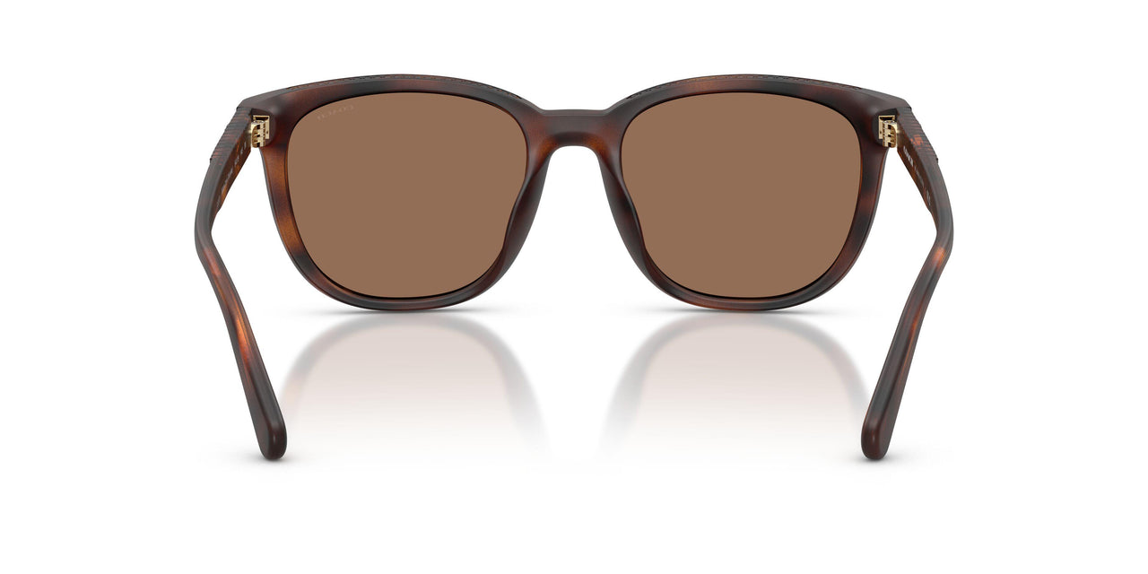 512073 - Tortoise - Brown Solid