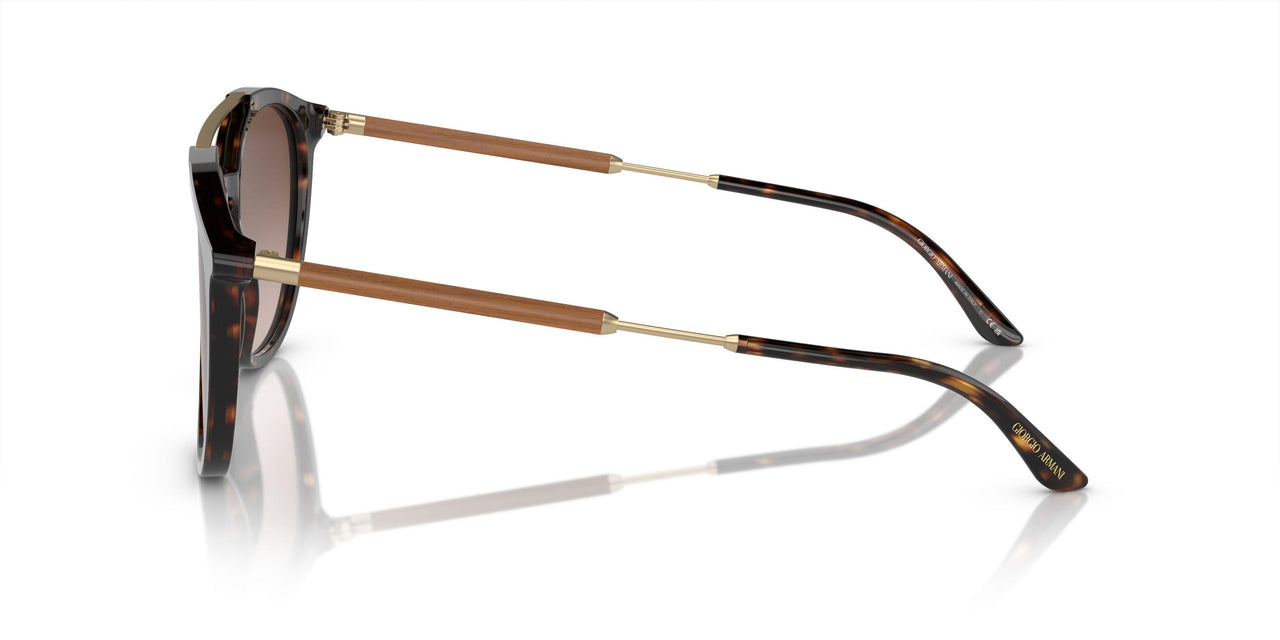 502613 - Tortoise - Gradient Brown