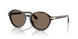 623573 - Tortoise - Brown