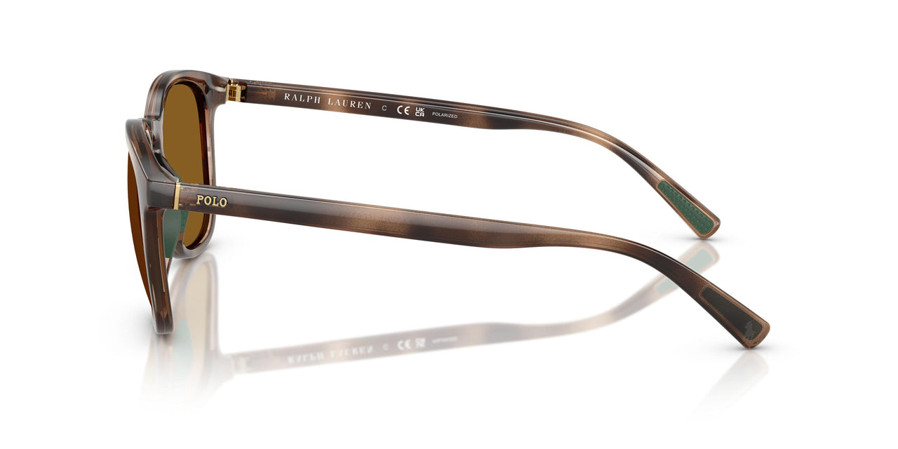 500383 - Tortoise - Dark Polar Brown