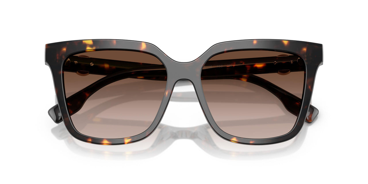 201613 - Tortoise - Brown Gradient