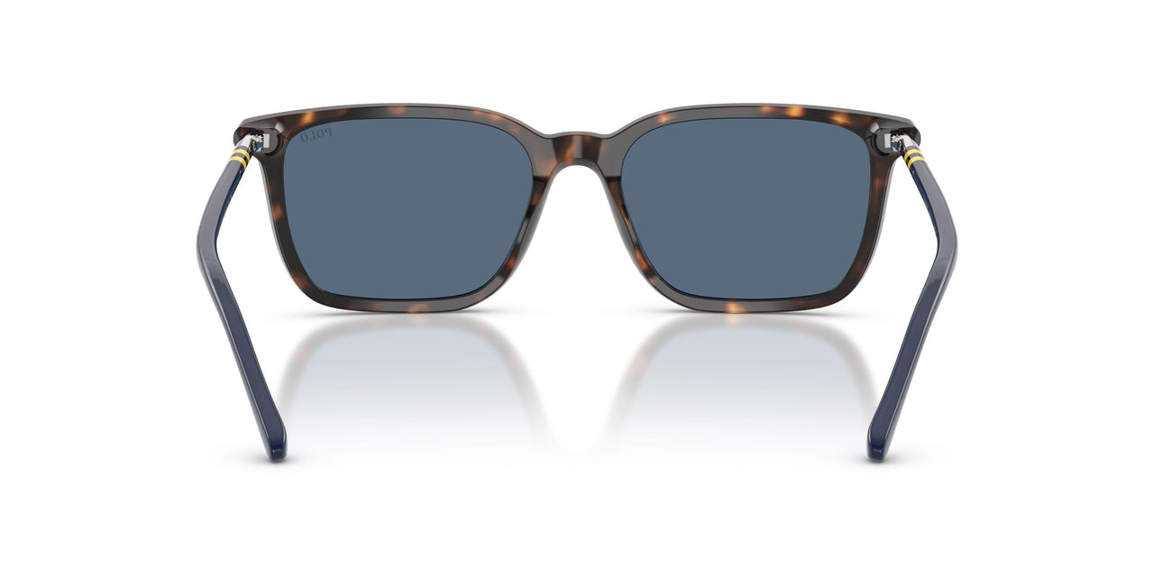 500380 - Tortoise - Dark Blue