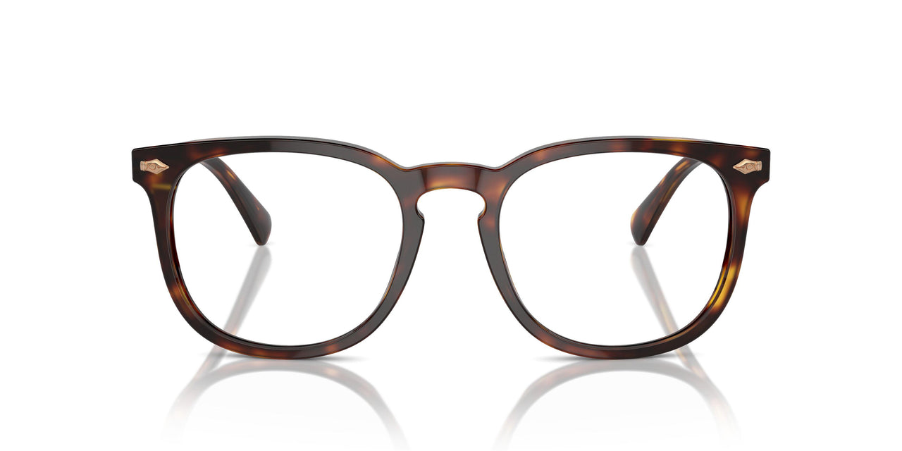613773 - Tortoise - Brown