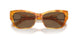 605173 - Tortoise - Brown