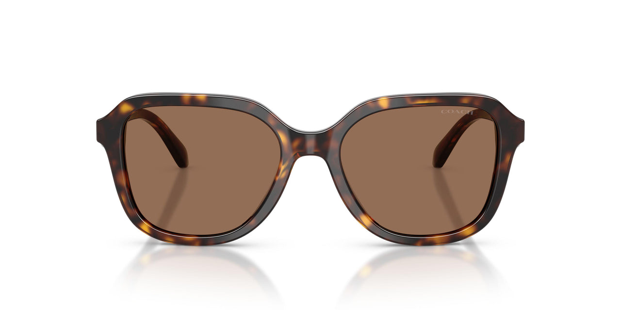 512073 - Tortoise - Brown Solid