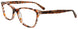 10 - Brown Tortoise