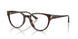 5002 - Tortoise