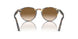 900551 - Tortoise - Brown Gradient