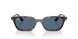 135980 - Tortoise - Dark Blue