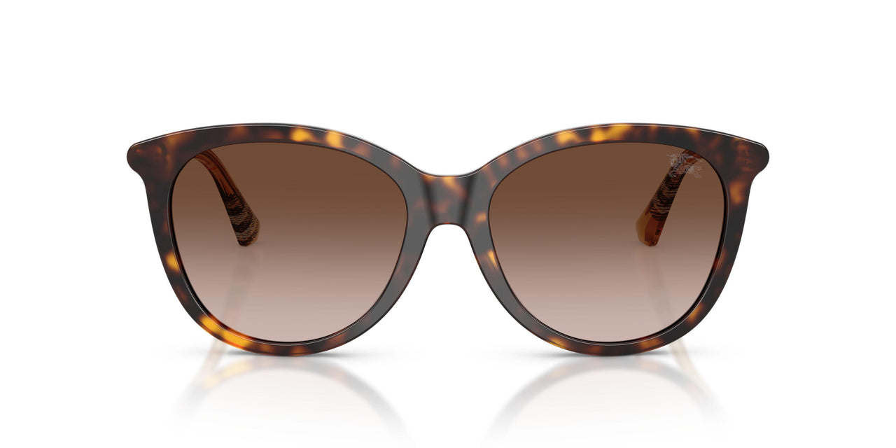 421613 - Brown - Brown Gradient