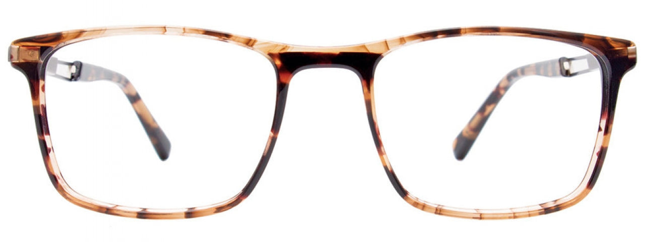 10 - Brown Tortoise