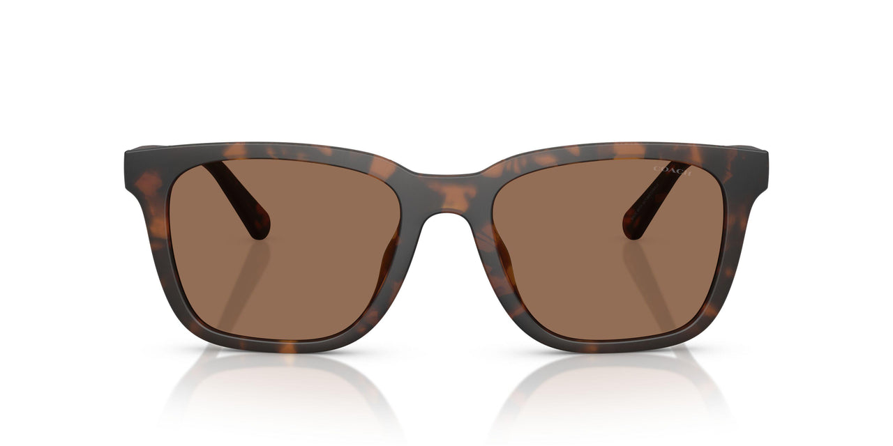 512073 - Tortoise - Brown Solid
