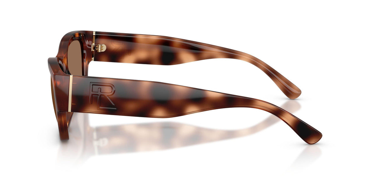 635173 - Tortoise - Brown