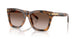 608913 - Tortoise - Gradient Brown