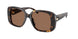 198173 - Tortoise - Brown