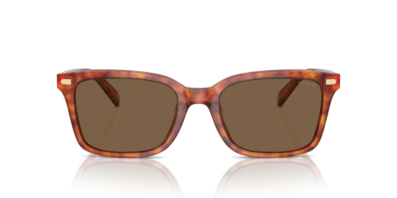 577473 - Tortoise - Brown Solid