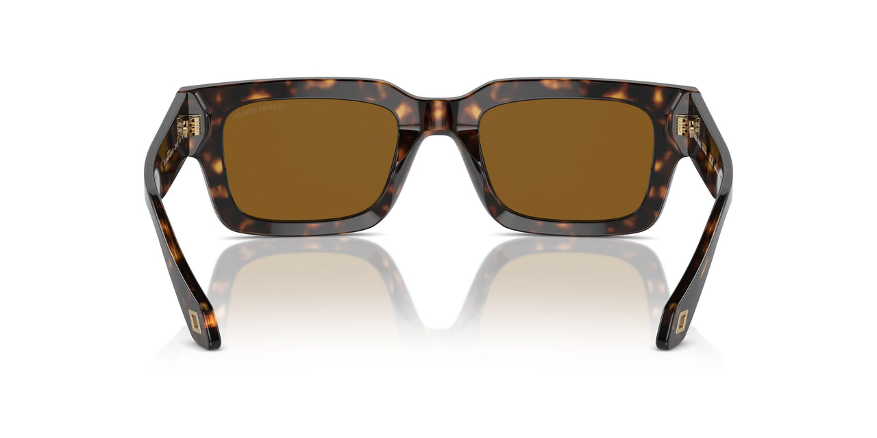 612433 - Tortoise - Brown