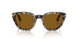 107133 - Tortoise - Brown