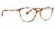 ITR - Ivory/Tortoise