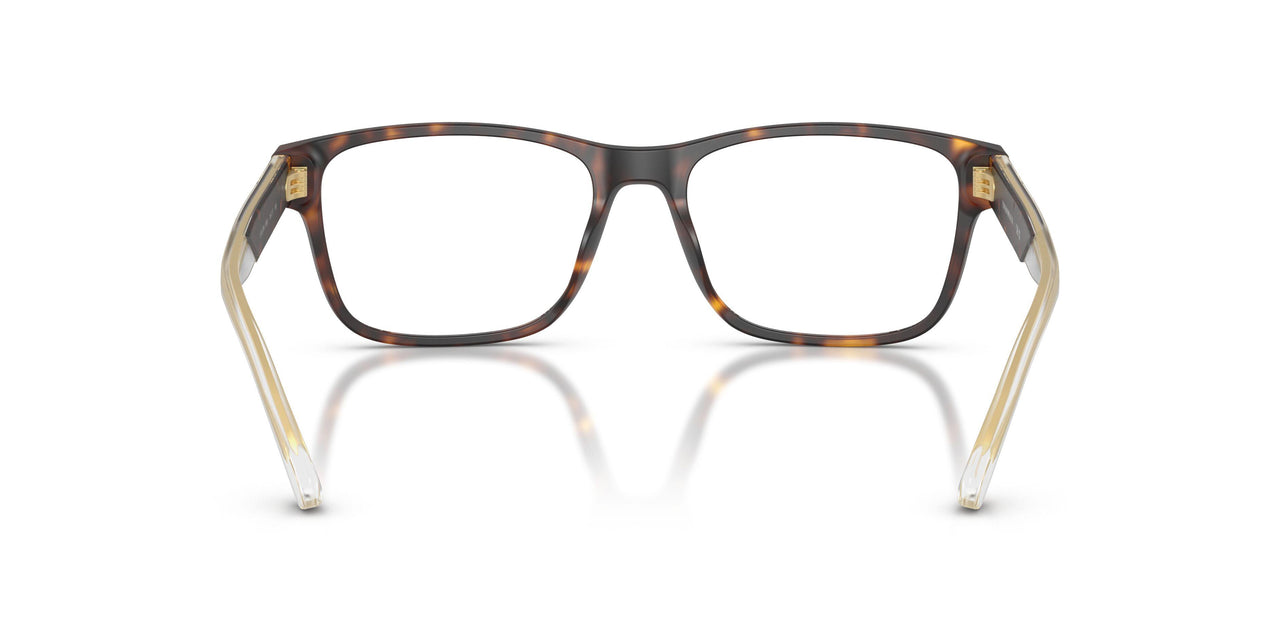 5002 - Tortoise