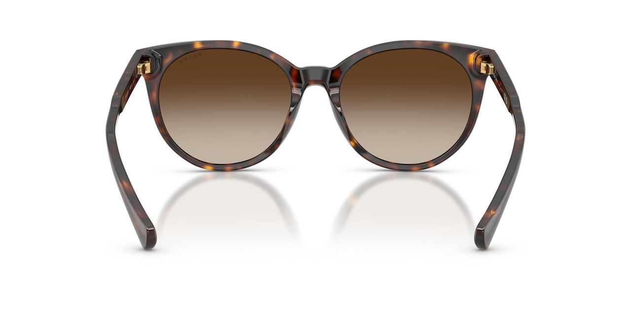500313 - Tortoise - Brown Gradient