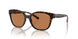 828373 - Tortoise - Brown
