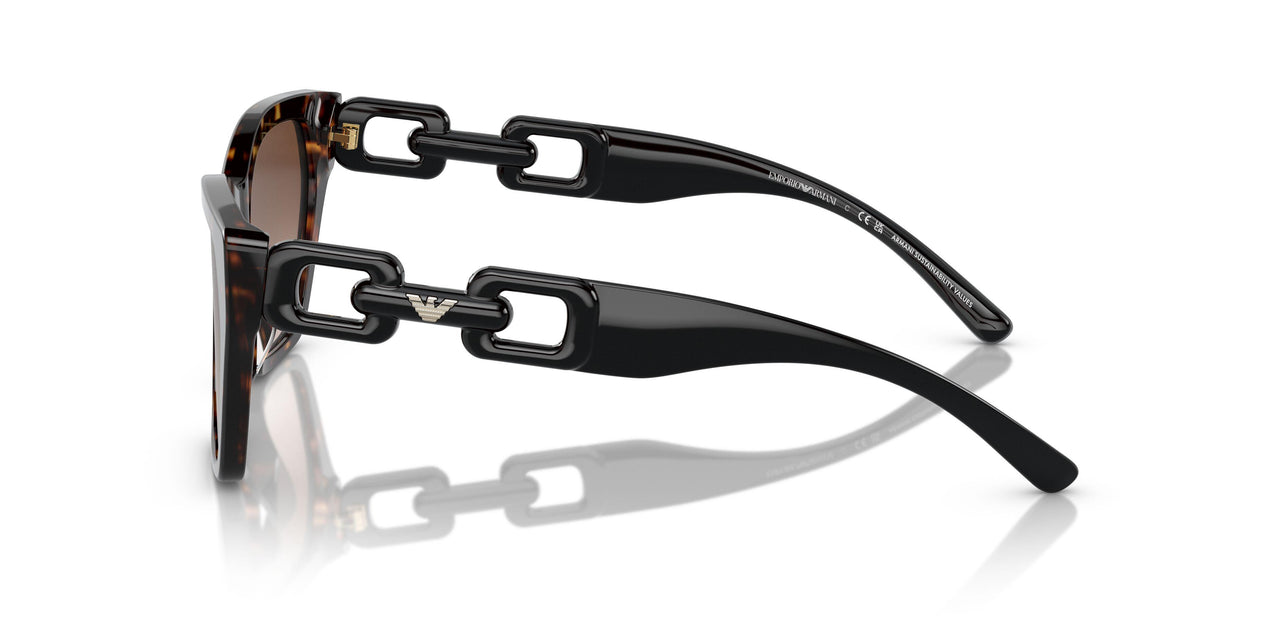 502613 - Tortoise - Gradient Brown