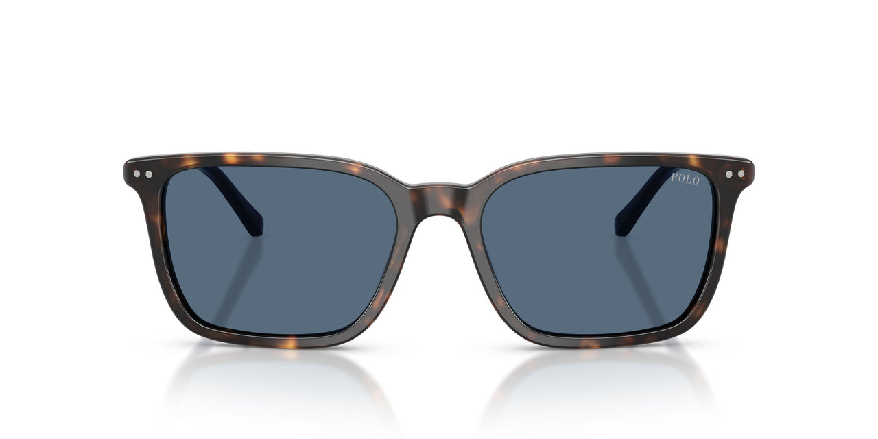 500380 - Tortoise - Dark Blue