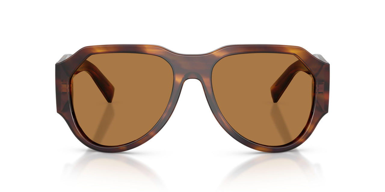 306373 - Tortoise - Bronze