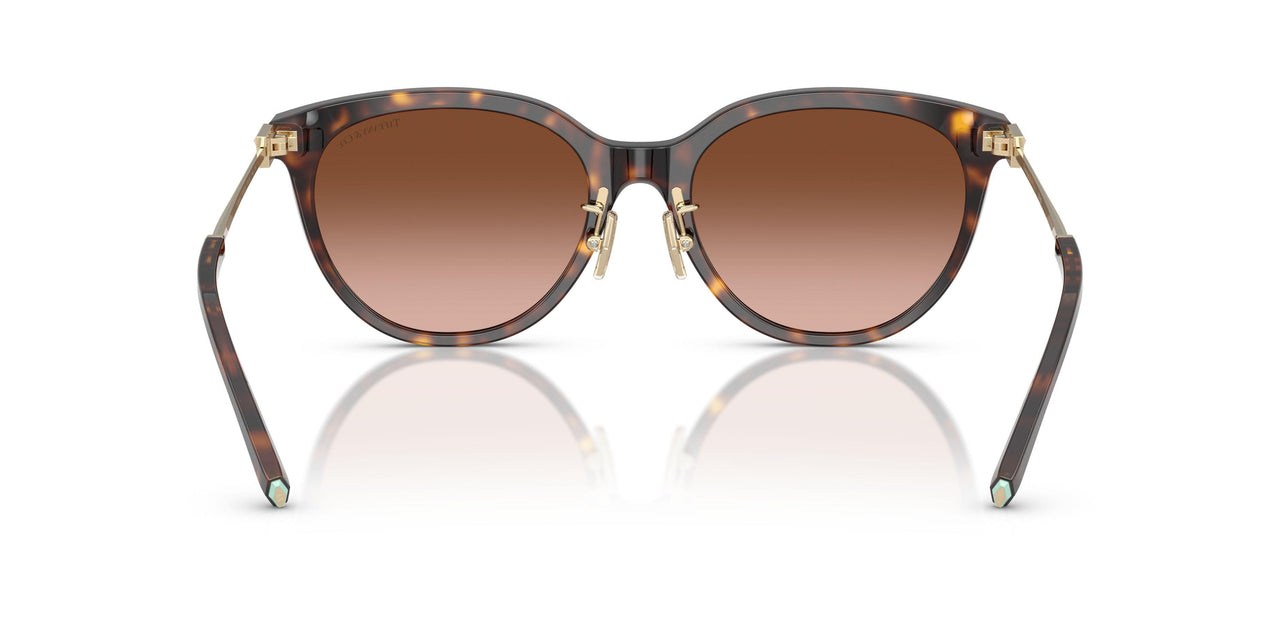 80153B - Tortoise - Brown Gradient