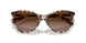 605813 - Tortoise - Gradient Brown