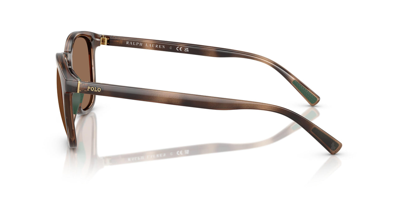 597473 - Tortoise - Dark Brown