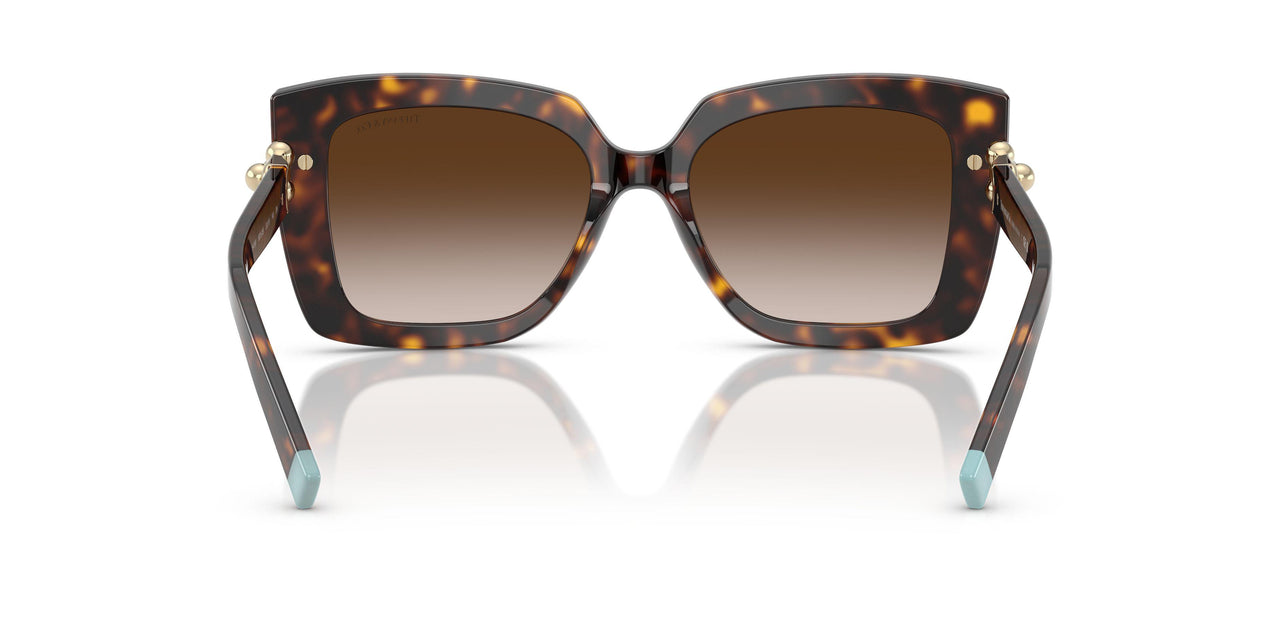 80153B - Tortoise - Brown Gradient