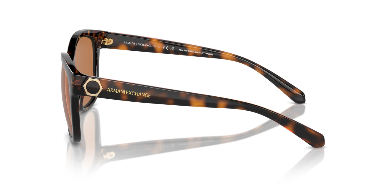 828373 - Tortoise - Brown