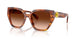 109174 - Tortoise - Brown Gradient