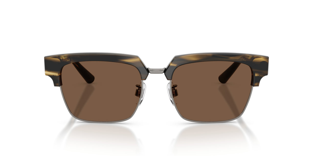 306373 - Tortoise - Brown