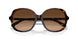 512074 - Tortoise - Brown Gradient