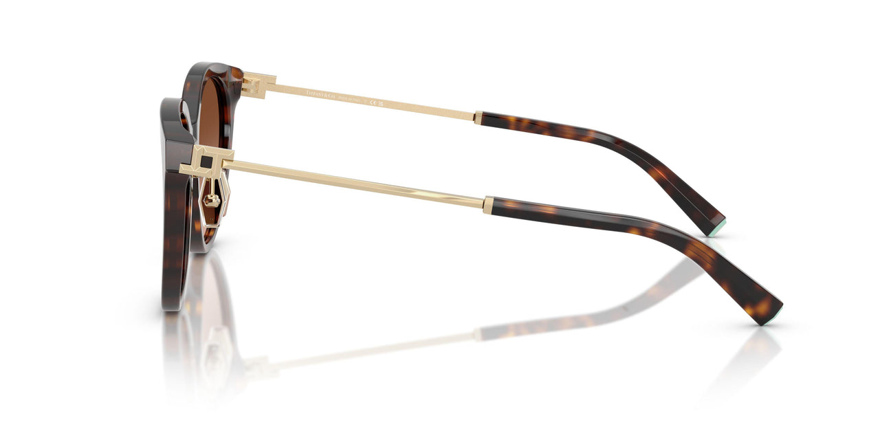 80153B - Tortoise - Brown Gradient