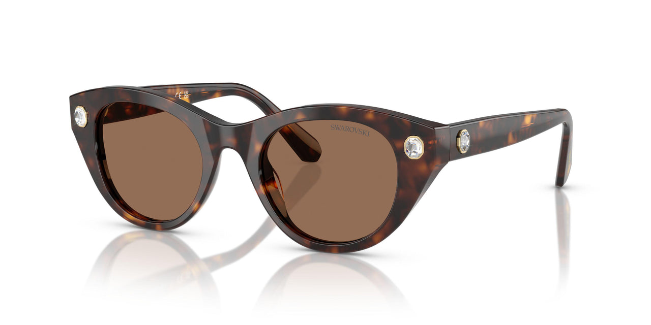 100273 - Tortoise - Dark Brown