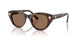 100273 - Tortoise - Dark Brown