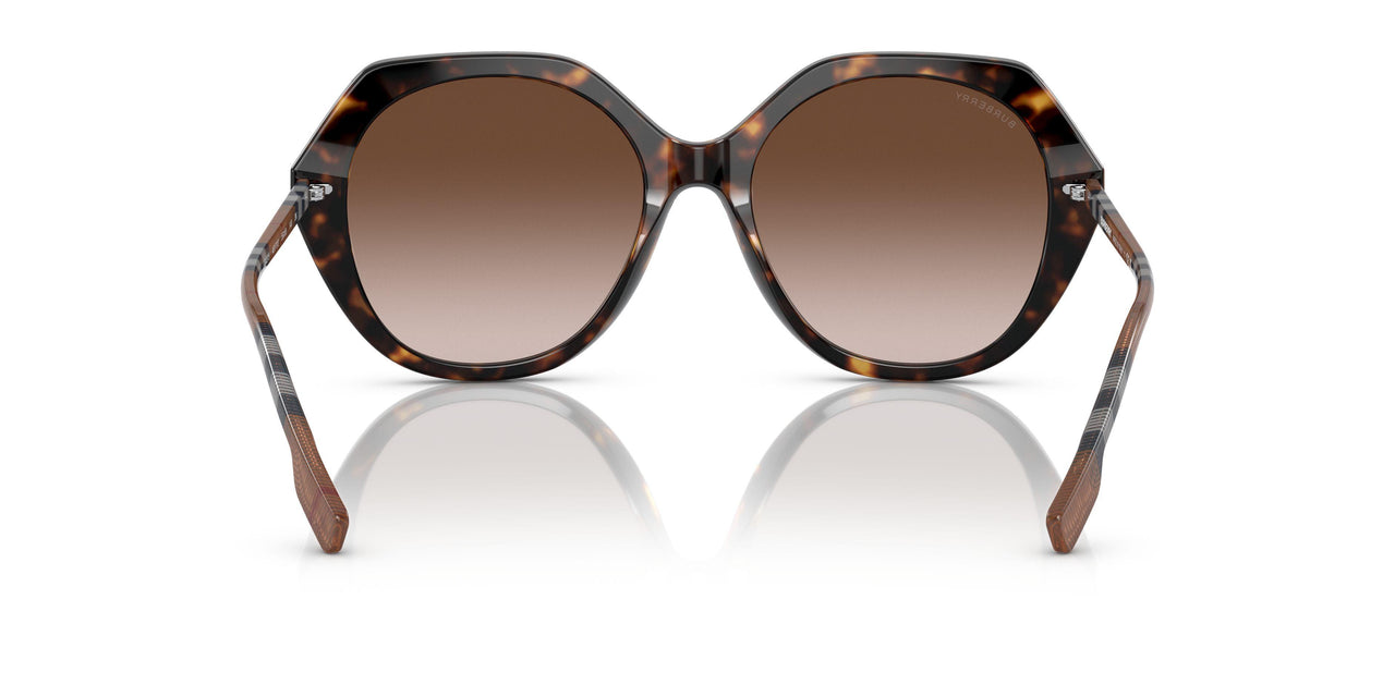 401713 - Havana - Brown Gradient