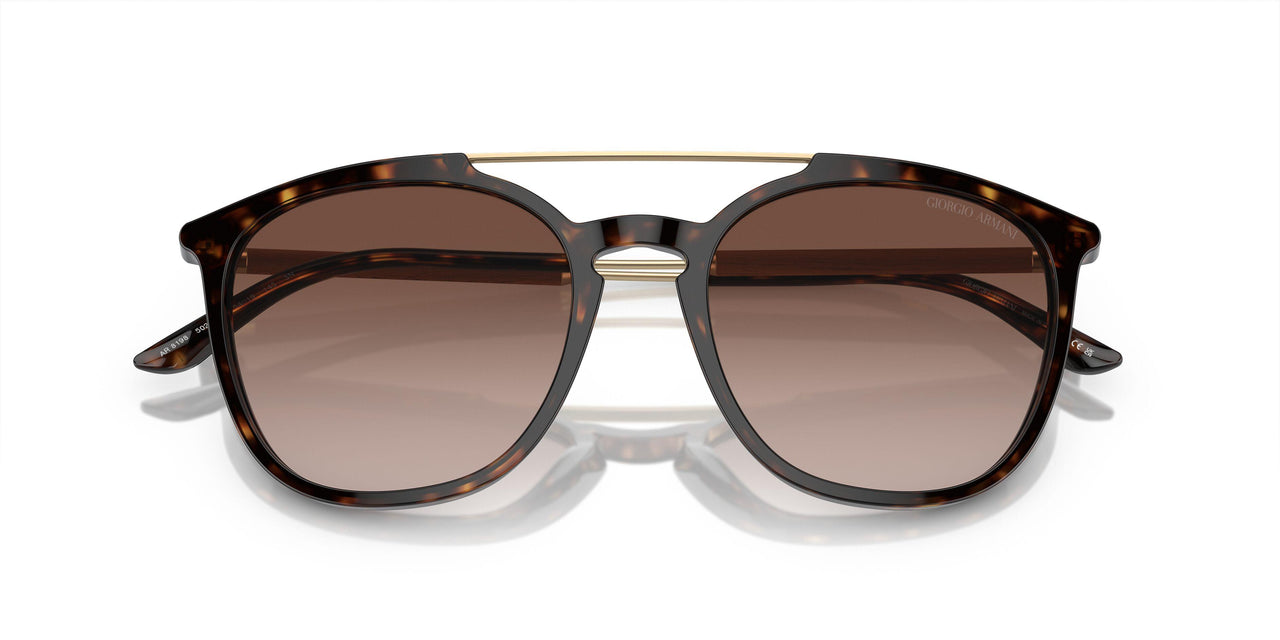 502613 - Tortoise - Gradient Brown