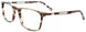 20 - Grey Tortoise
