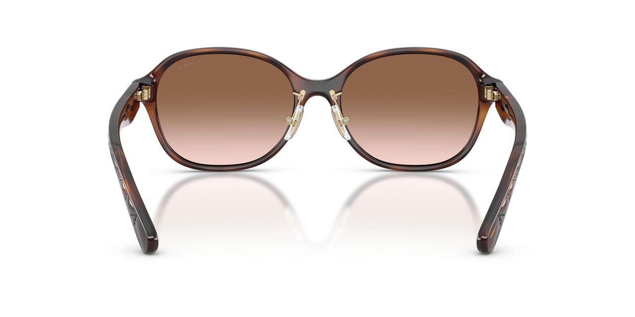 512013 - Tortoise - Brown Gradient