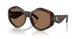 196473 - Tortoise - Brown