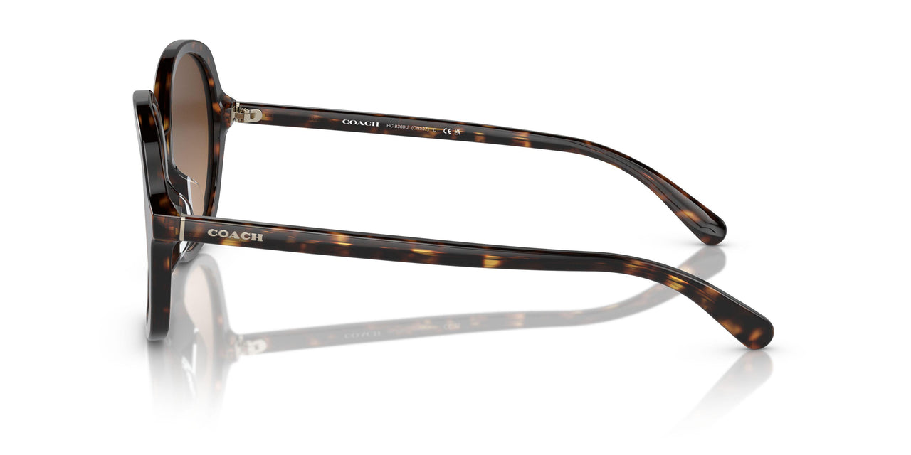 512074 - Tortoise - Brown Gradient