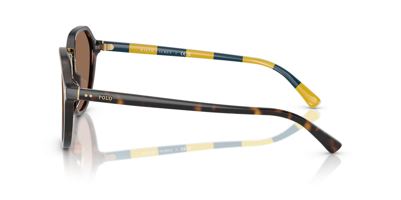 500373 - Tortoise - Dark Brown