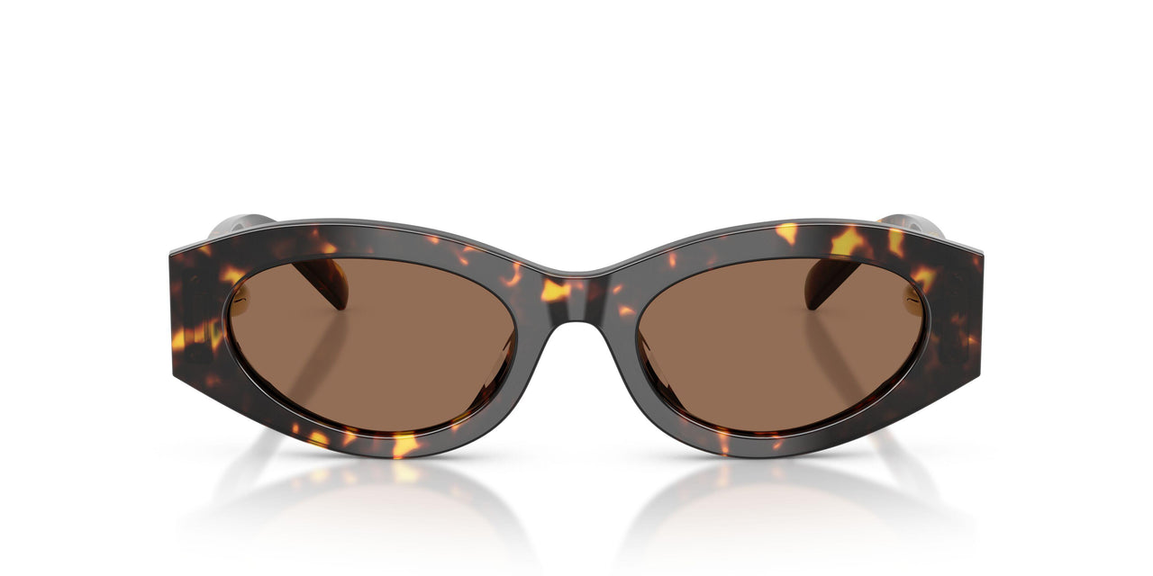 198173 - Tortoise - Brown