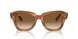 140351 - Tortoise - Clear & Brown