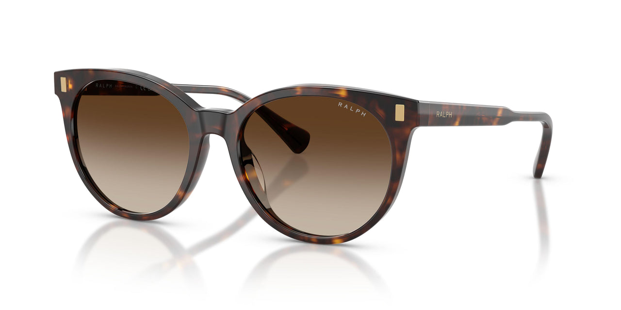 500313 - Tortoise - Brown Gradient